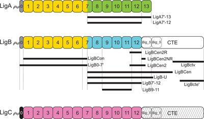 Leptospiral Immunoglobulin-Like Domain Proteins: Roles in Virulence and Immunity